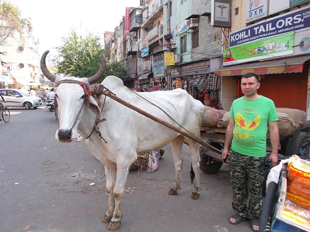 Корова в Нью-Дели